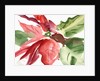 Poinsettia, 2003 by Claudia Hutchins-Puechavy