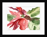 Poinsettia, 2003 by Claudia Hutchins-Puechavy