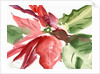 Poinsettia, 2003 by Claudia Hutchins-Puechavy