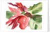Poinsettia, 2003 by Claudia Hutchins-Puechavy