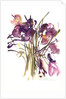 Crocus, 2003 by Claudia Hutchins-Puechavy