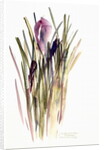 Crocus, 2003 by Claudia Hutchins-Puechavy
