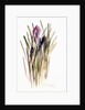 Crocus, 2003 by Claudia Hutchins-Puechavy