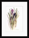 Crocus, 2003 by Claudia Hutchins-Puechavy