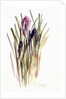 Crocus, 2003 by Claudia Hutchins-Puechavy