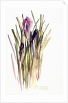 Crocus, 2003 by Claudia Hutchins-Puechavy