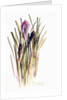 Crocus, 2003 by Claudia Hutchins-Puechavy
