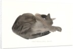 Sleeping cat, 1985 by Claudia Hutchins-Puechavy
