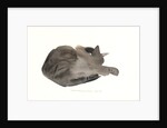 Sleeping cat, 1985 by Claudia Hutchins-Puechavy
