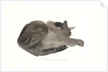 Sleeping cat, 1985 by Claudia Hutchins-Puechavy