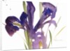 Iris, 1987 by Claudia Hutchins-Puechavy