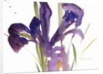 Iris, 1987 by Claudia Hutchins-Puechavy