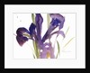 Iris, 1987 by Claudia Hutchins-Puechavy