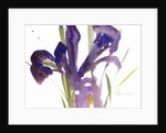Iris, 1987 by Claudia Hutchins-Puechavy