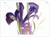 Iris, 1987 by Claudia Hutchins-Puechavy