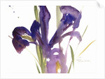 Iris, 1987 by Claudia Hutchins-Puechavy