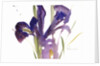 Iris, 1987 by Claudia Hutchins-Puechavy