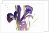 Iris, 1987 by Claudia Hutchins-Puechavy