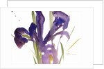 Iris, 1987 by Claudia Hutchins-Puechavy