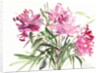 Peonies, 2004 by Claudia Hutchins-Puechavy