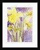 Daffodils, 2004 by Claudia Hutchins-Puechavy