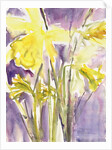Daffodils, 2004 by Claudia Hutchins-Puechavy