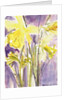 Daffodils, 2004 by Claudia Hutchins-Puechavy