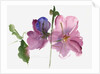 Hollyhocks, 1988 by Claudia Hutchins-Puechavy