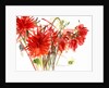 Dahlias, 2002 by Claudia Hutchins-Puechavy
