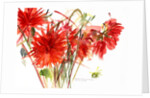 Dahlias, 2002 by Claudia Hutchins-Puechavy