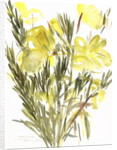 Evening primroses; 2004 by Claudia Hutchins-Puechavy
