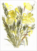 Evening primroses; 2004 by Claudia Hutchins-Puechavy