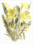 Evening primroses; 2004 by Claudia Hutchins-Puechavy