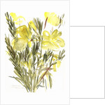 Evening primroses; 2004 by Claudia Hutchins-Puechavy