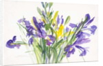 Irises, 1999 by Claudia Hutchins-Puechavy