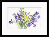 Irises, 1999 by Claudia Hutchins-Puechavy