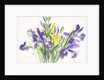 Irises, 1999 by Claudia Hutchins-Puechavy