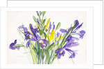 Irises, 1999 by Claudia Hutchins-Puechavy