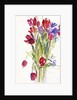 Tulips, 1999 by Claudia Hutchins-Puechavy
