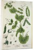 Pea by Elizabeth Blackwell