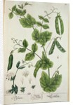Pea by Elizabeth Blackwell