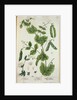 Pea by Elizabeth Blackwell