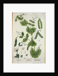 Pea by Elizabeth Blackwell