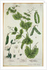 Pea by Elizabeth Blackwell