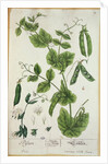 Pea by Elizabeth Blackwell