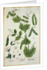 Pea by Elizabeth Blackwell