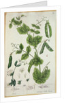 Pea by Elizabeth Blackwell