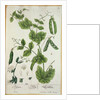 Pea by Elizabeth Blackwell
