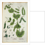 Pea by Elizabeth Blackwell