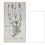 Lavender by Elizabeth Blackwell